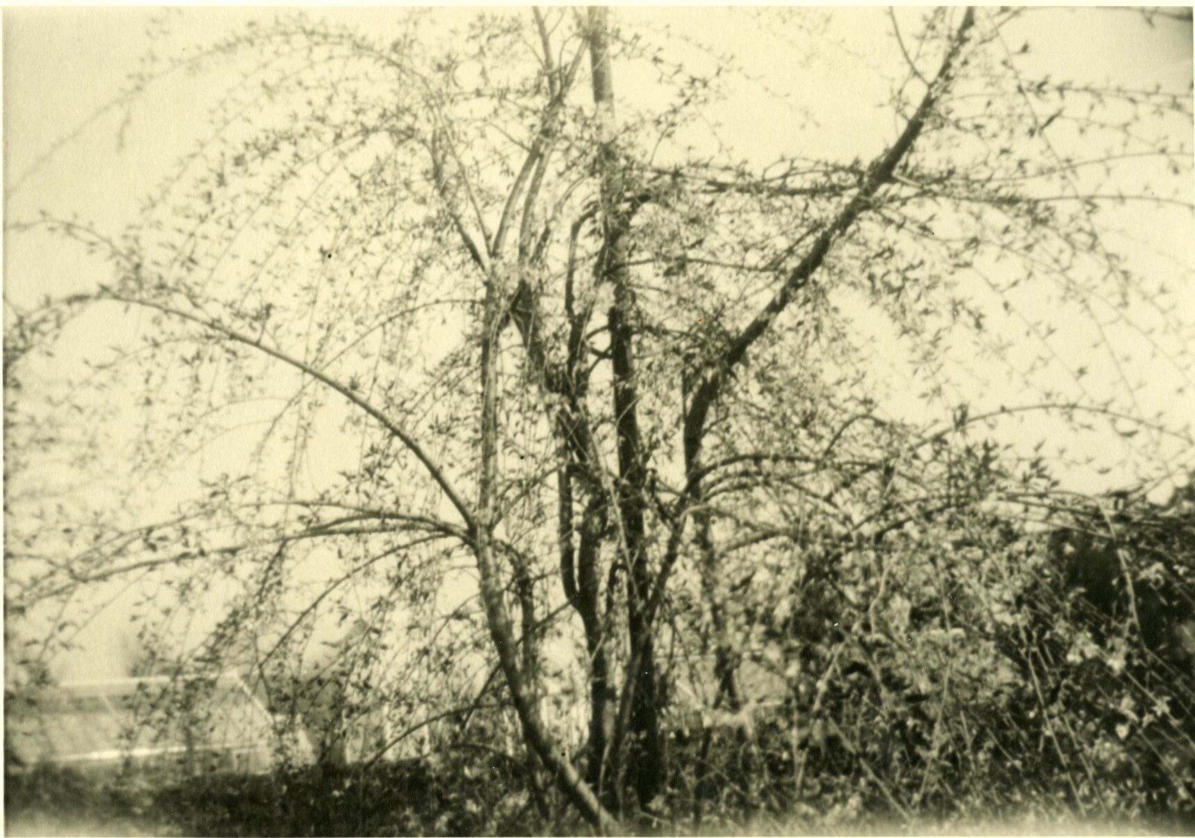 dixon